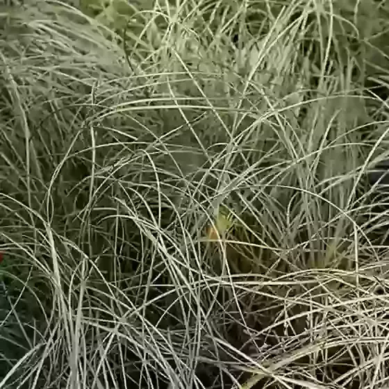 Carex comans Frosted Curls 